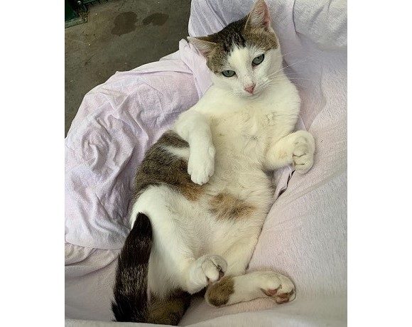 Siggi – seit 2016! im Tierheim – Pate gesucht Siggi – seit 2016! im Tierheim – Pate gesucht