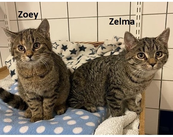 Zelma & Zoey – VERMITTELT am 03.01.2022