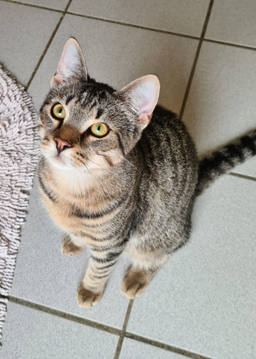 Safira & Sylvester – vermittelt am 08.07.2022