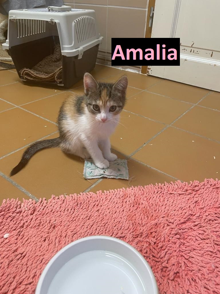 Amara, Amalia – Beide zusammen vermittelt am 27.10.22!! & Alvin (Alvin vermittelt)