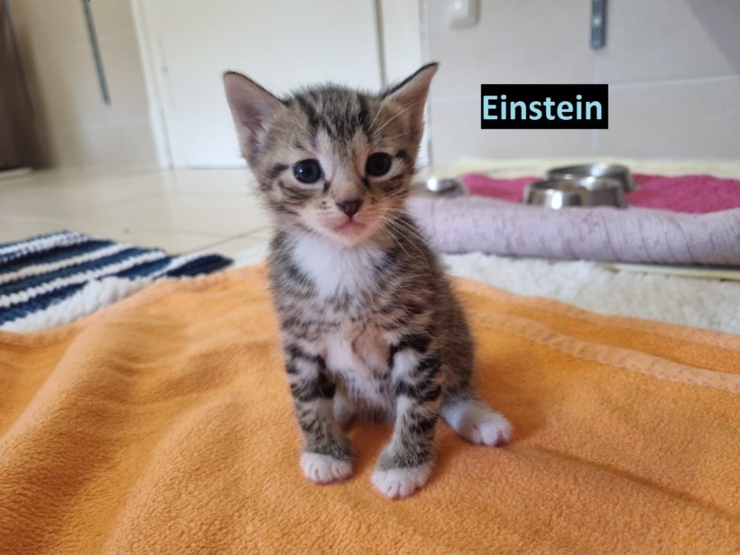 Ellie & Einstein – vermittelt am 04.10.2022