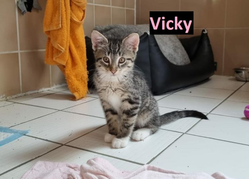 Vivi & Vicky (Vince und Valera sind VERMITTELT !)