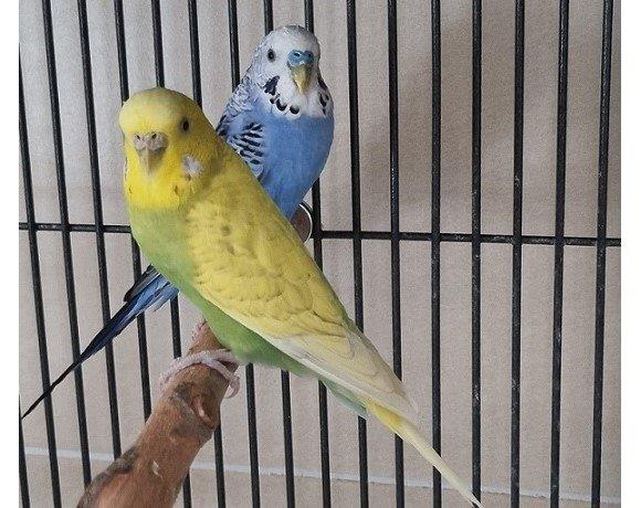Walter & Bibi – vermittelt am 15.08.22