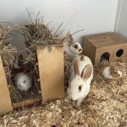 Kaninchenflut im Tierheim