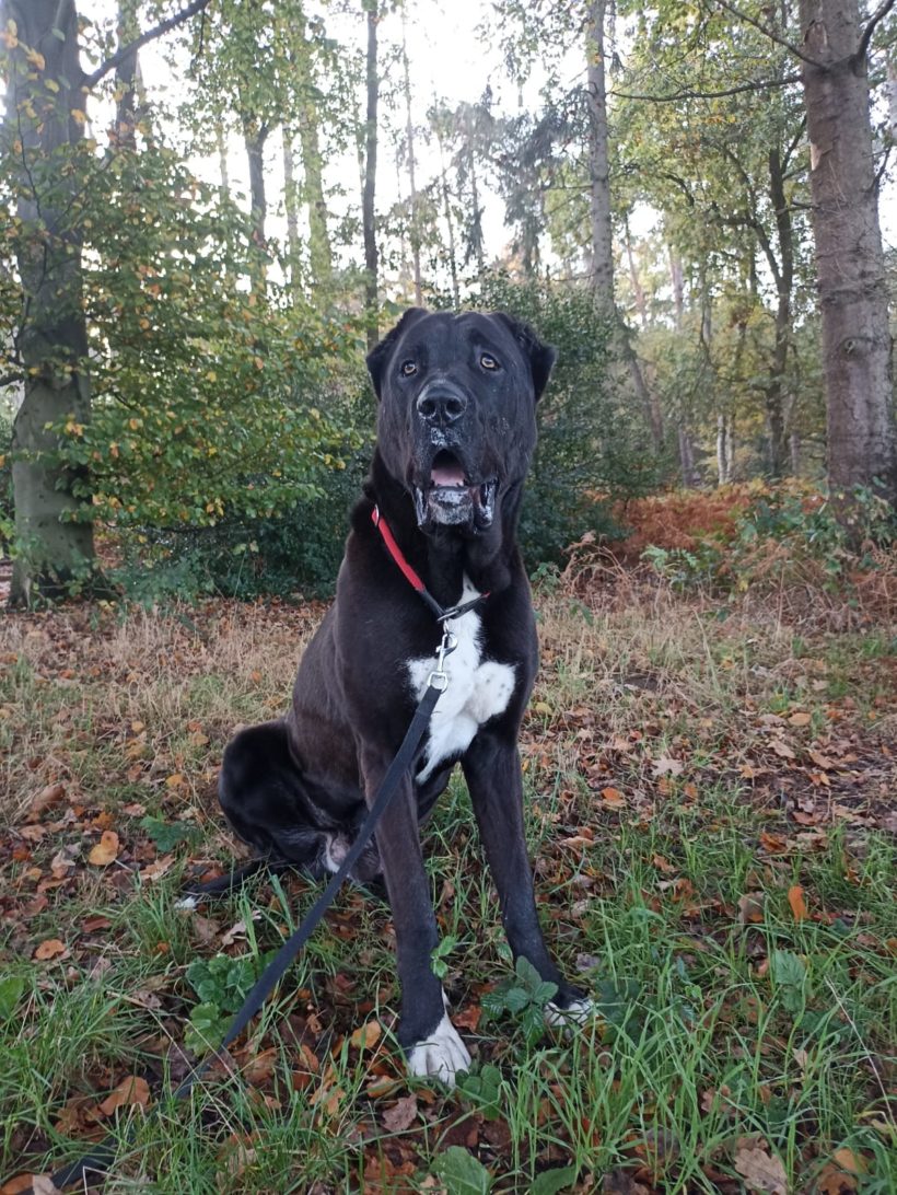 Ares