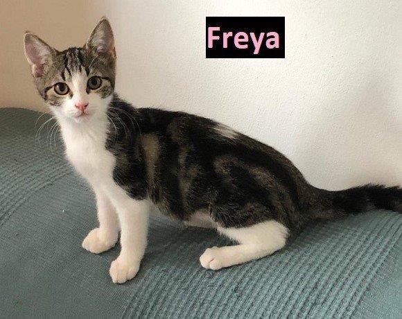 (Freya – vermittelt !)  & Felicia – vermittelt am 16.02.2023