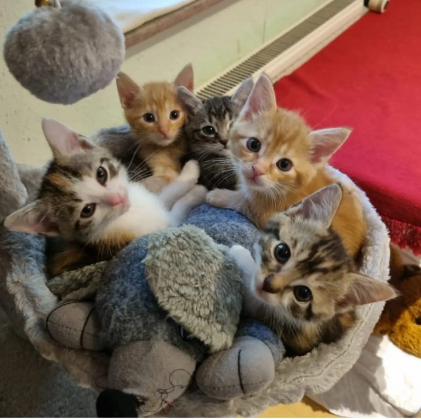 Fünf zauberhafte Kitten