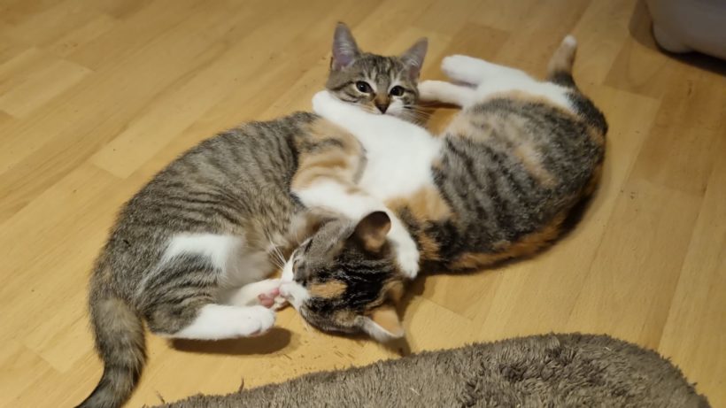 Fünf zauberhafte Kitten – alle vermittelt