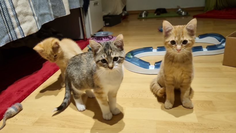 Fünf zauberhafte Kitten