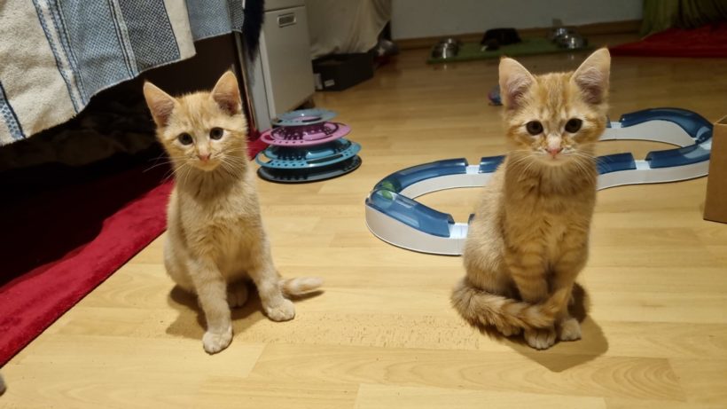 Fünf zauberhafte Kitten – alle vermittelt