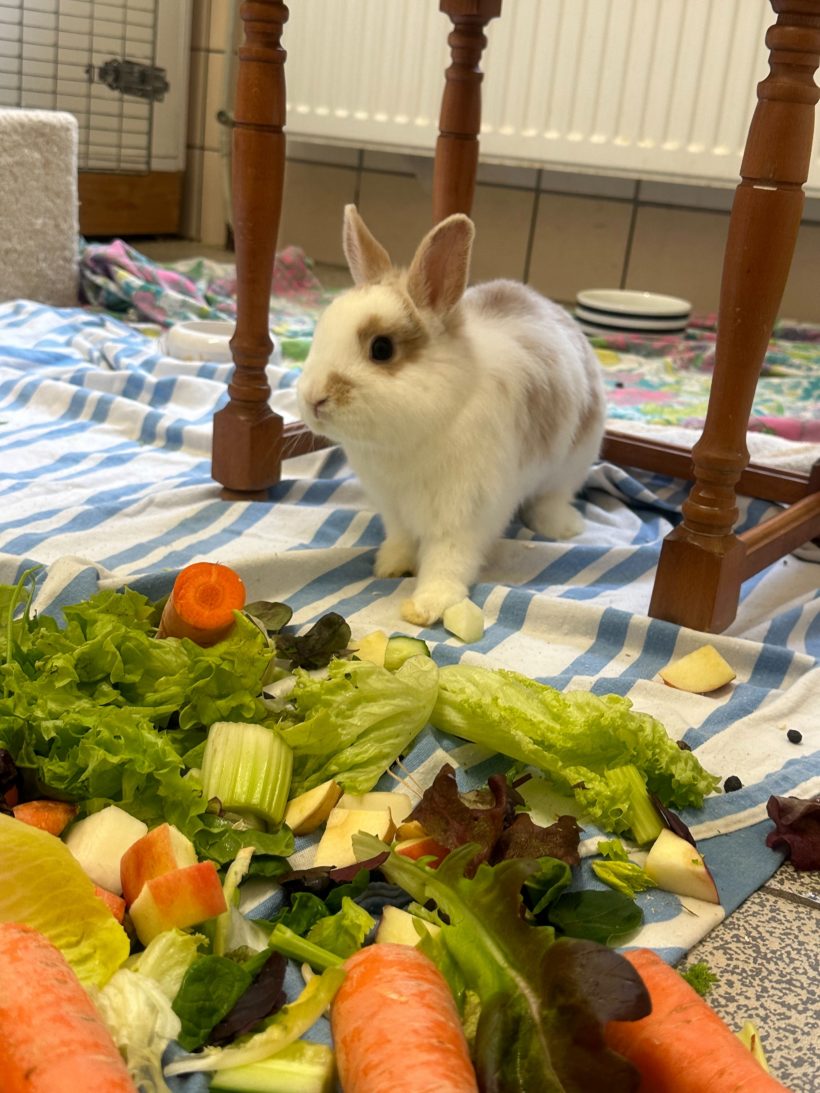 Fee – vermittelt mit Hailey am 16.04.2023