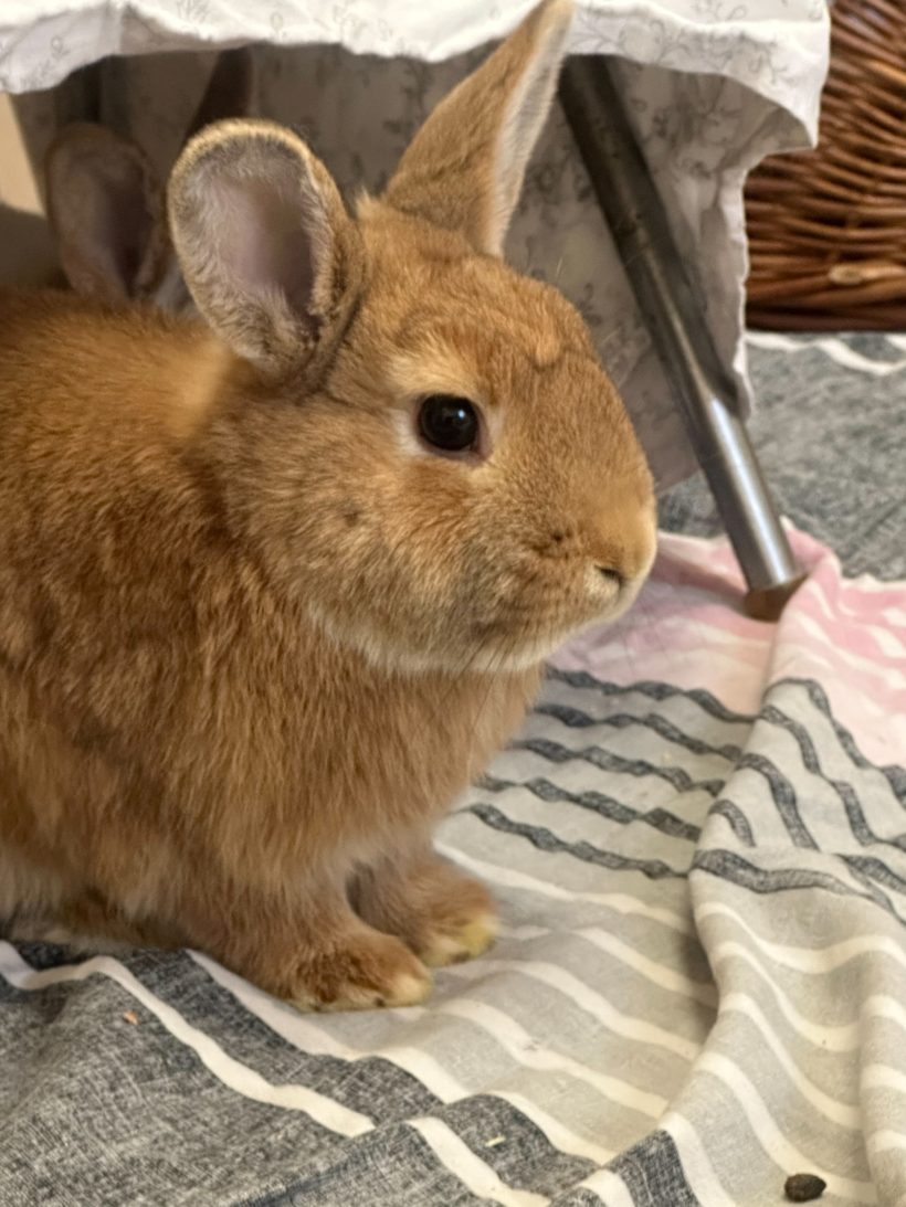 Flo – vermittelt mit Fritz 05.05.23