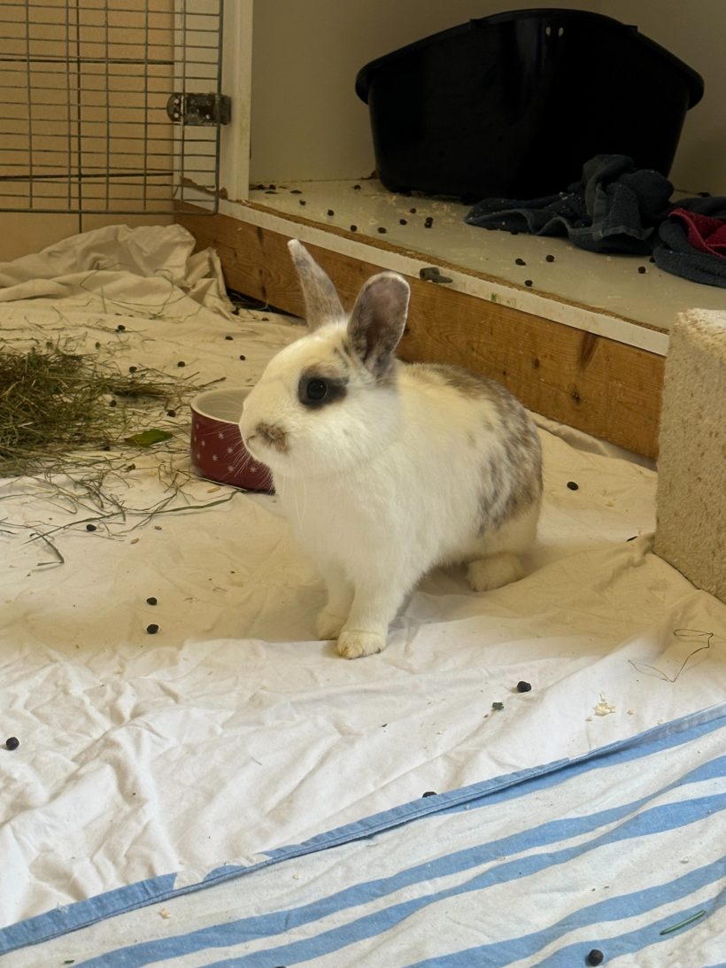 Fritz – vermittelt am 05.05.23
