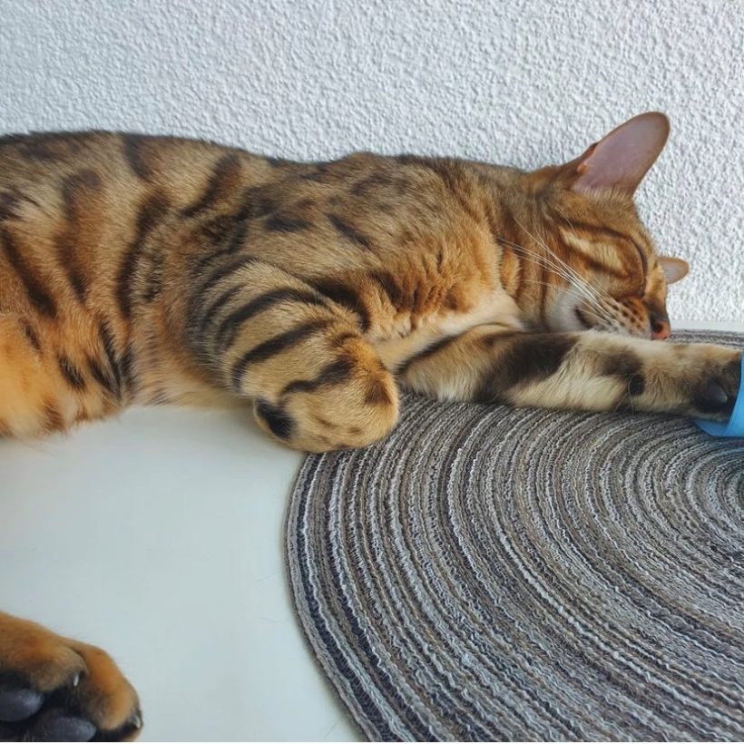 Diego und Zoe – Wohnungshaltung möglich