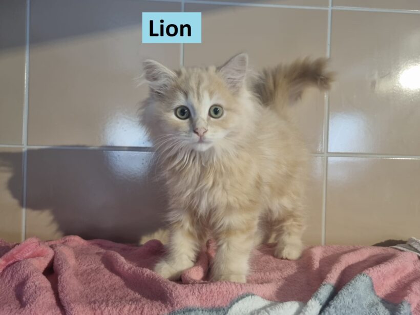 Lina & Lion – Vermittelt am17.10.23