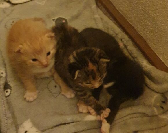 Micky, Minnie und Mausi
