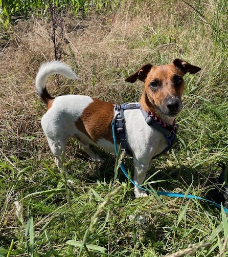 Dobby vermittelt am 09.07.2024