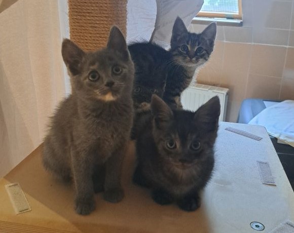 Vier zauberhafte Kitten – Wohnungshaltung möglich (vermittelt ! 10.06.2024-18.06.2024)