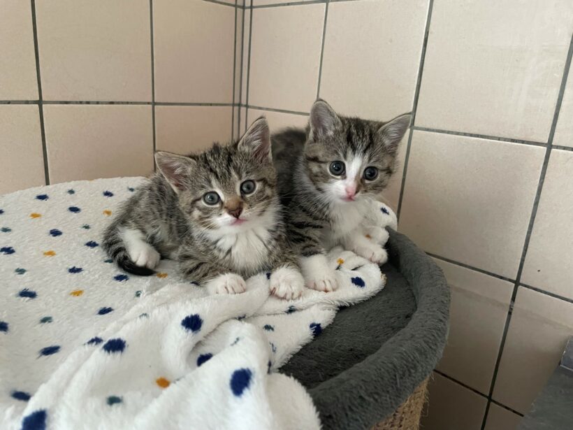 Freya & Fanny – Wohnungshaltung möglich!