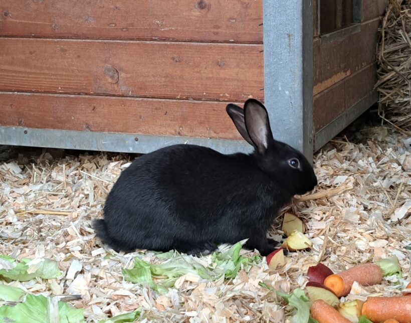 Blümchen, Bonnie, Benjamin – vermittelt am 26.08.24!