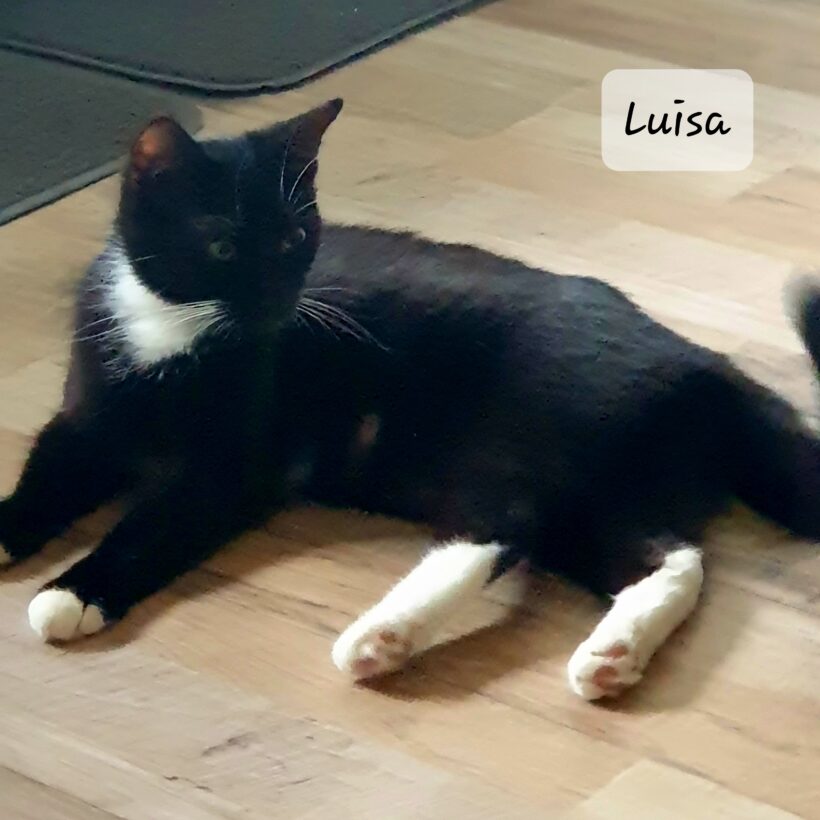 Luisa – Hundeverträglich!