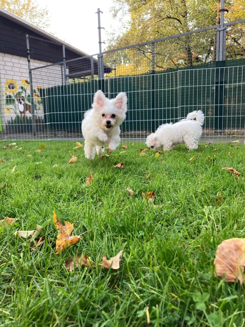 Lolek und Bolek