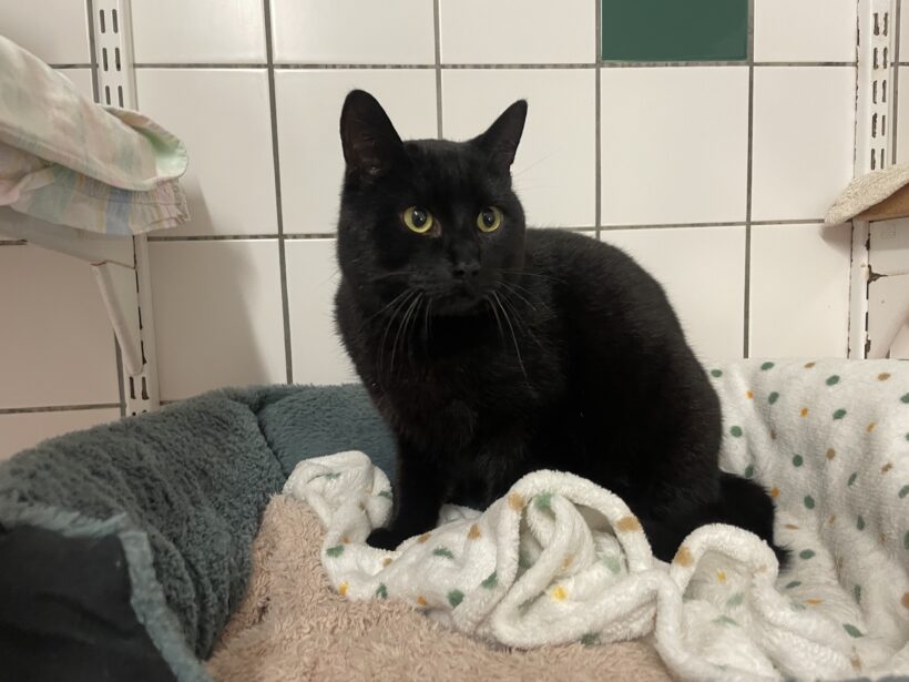 Rocky – vermittelt am 08.02.25