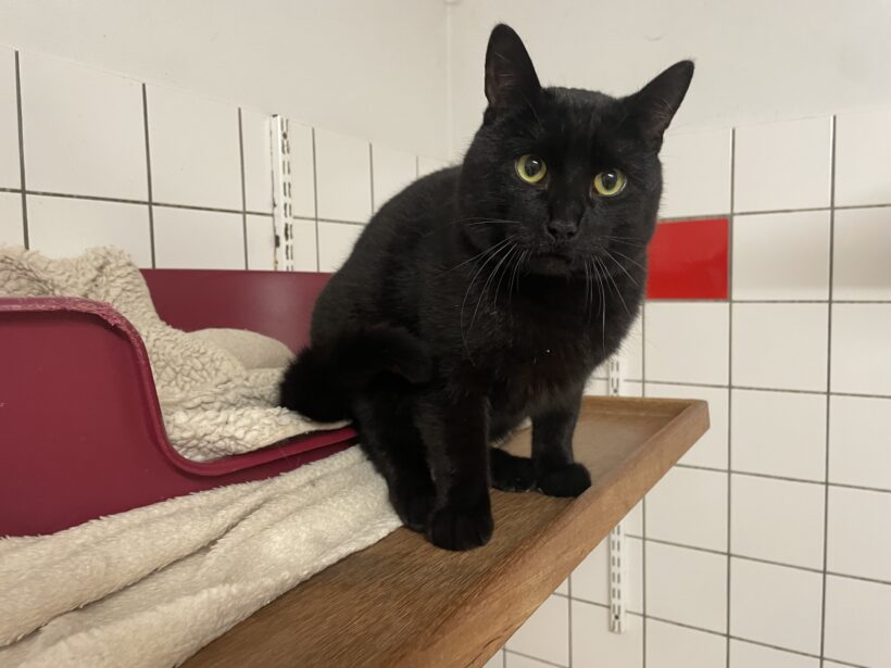 Rocky – vermittelt am 08.02.25