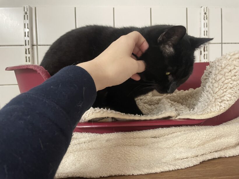 Rocky – vermittelt am 08.02.25