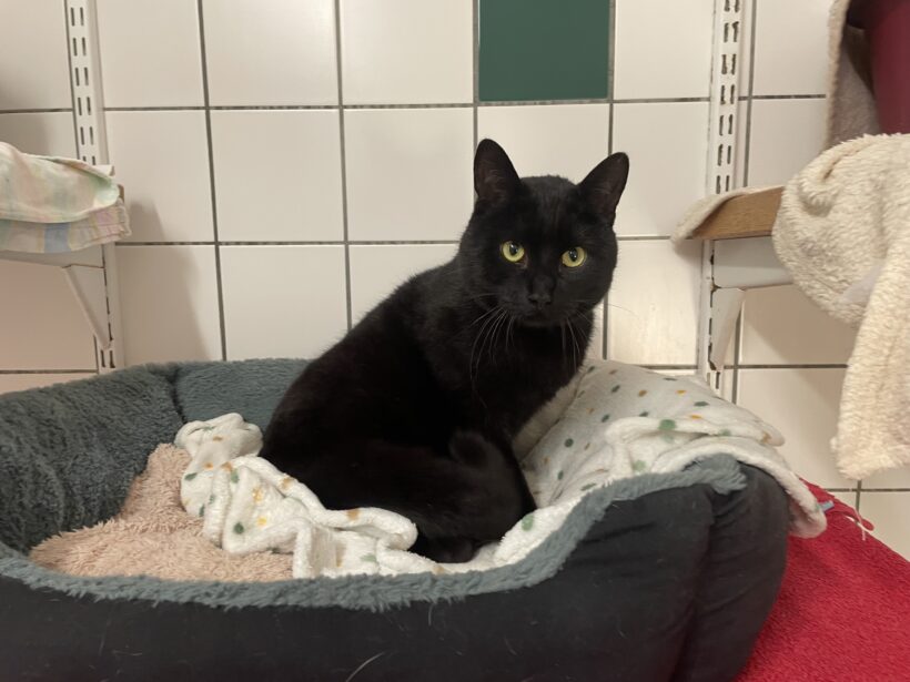 Rocky – vermittelt am 08.02.25
