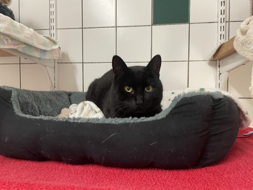 Rocky – vermittelt am 08.02.25
