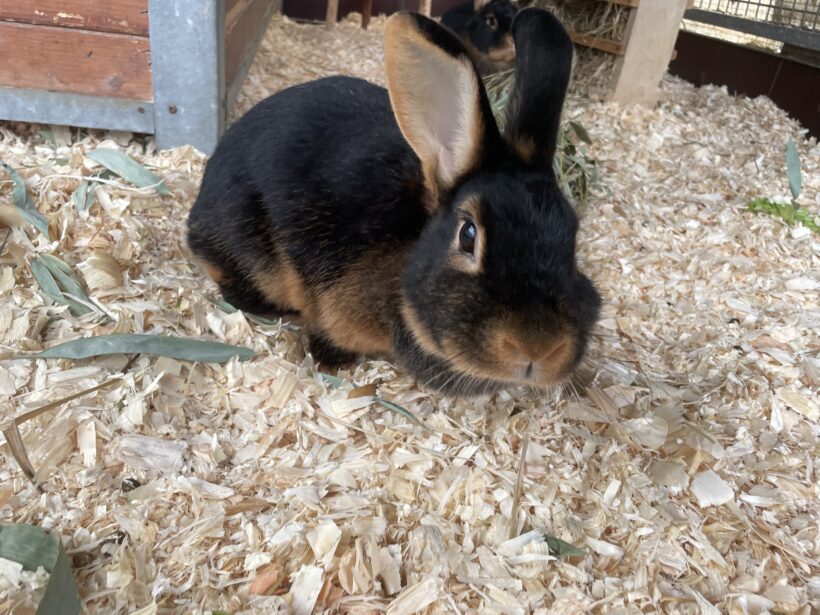 Lilly & Coco