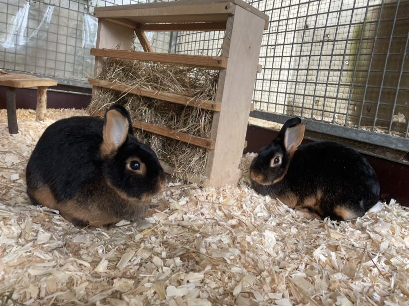 Lilly & Coco