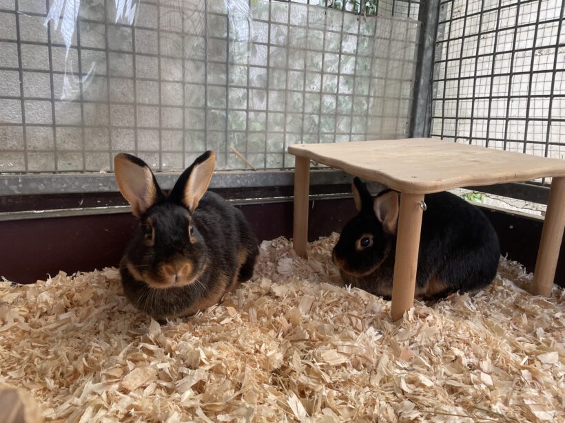 Lilly & Coco