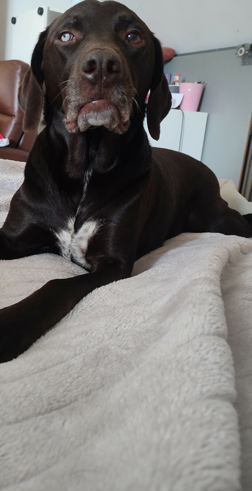Rex