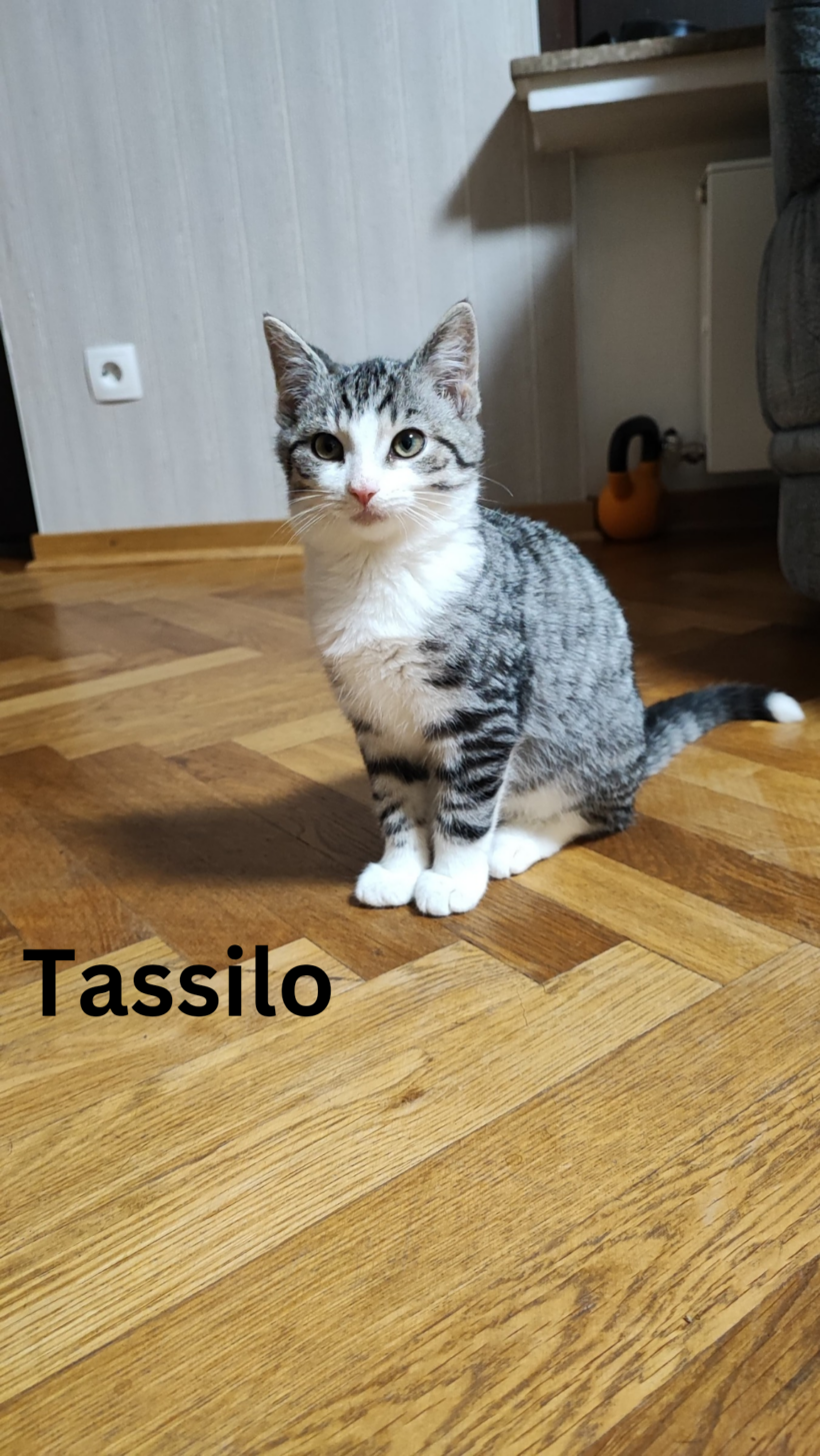 Tassilo, Tiana & Tequila – Hundeverträglich