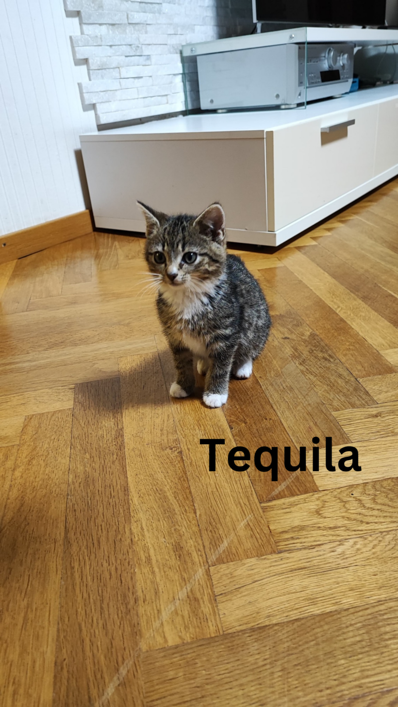 Tassilo, Tiana & Tequila – Hundeverträglich