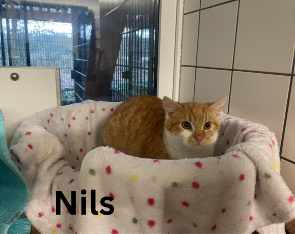 Ein bunter Haufen süßer Katzenkinder