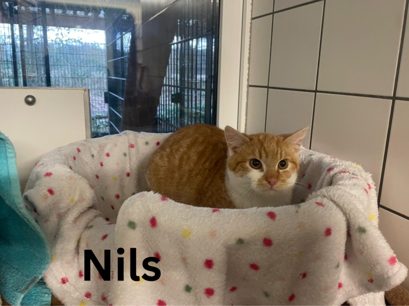 Ein bunter Haufen süßer Katzenkinder