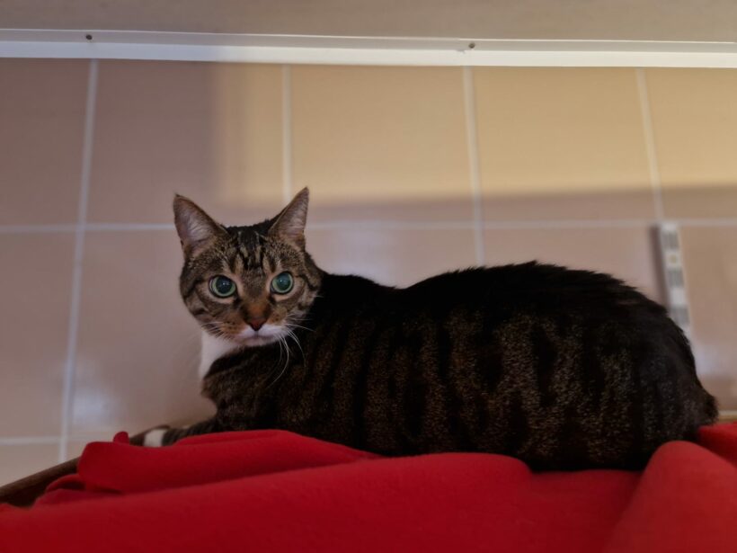 Kitty – Wohnungshaltung