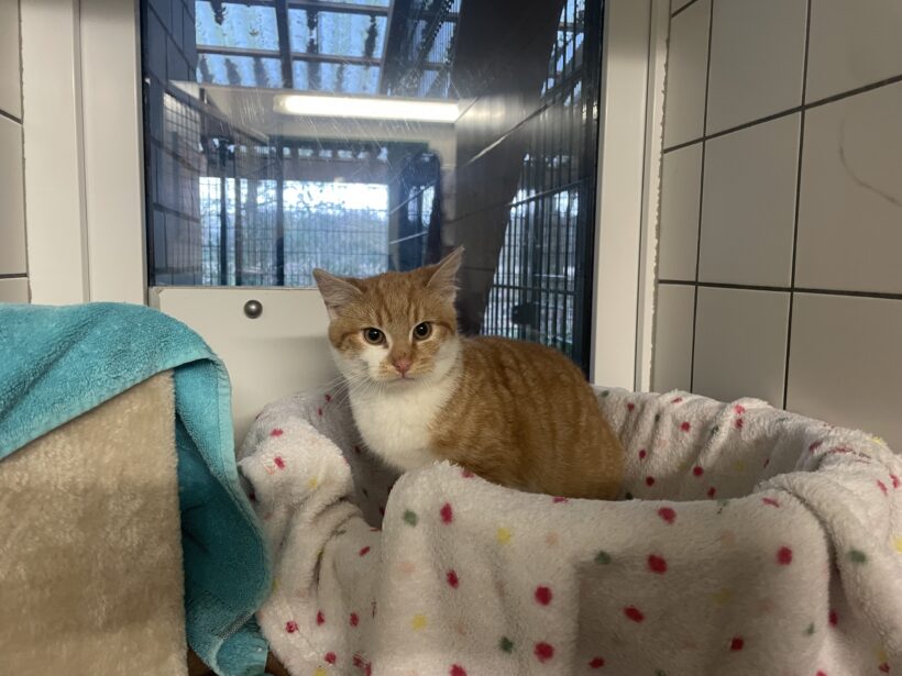 Ein bunter Haufen süßer Katzenkinder