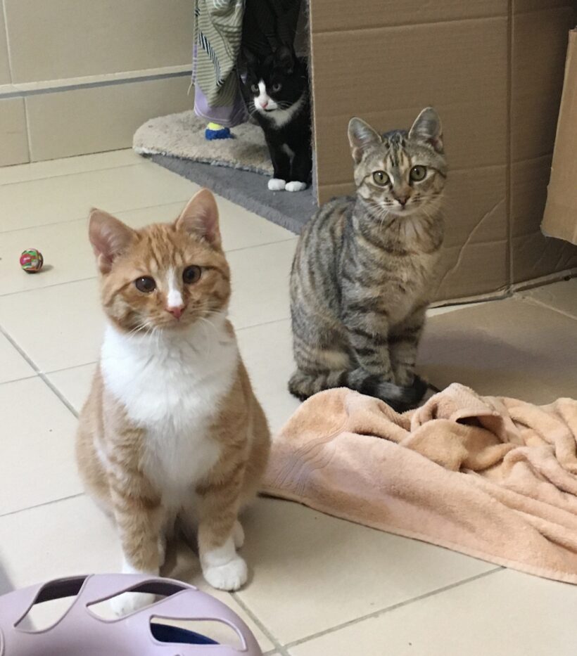 Ein bunter Haufen süßer Katzenkinder