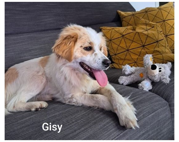 Gisy