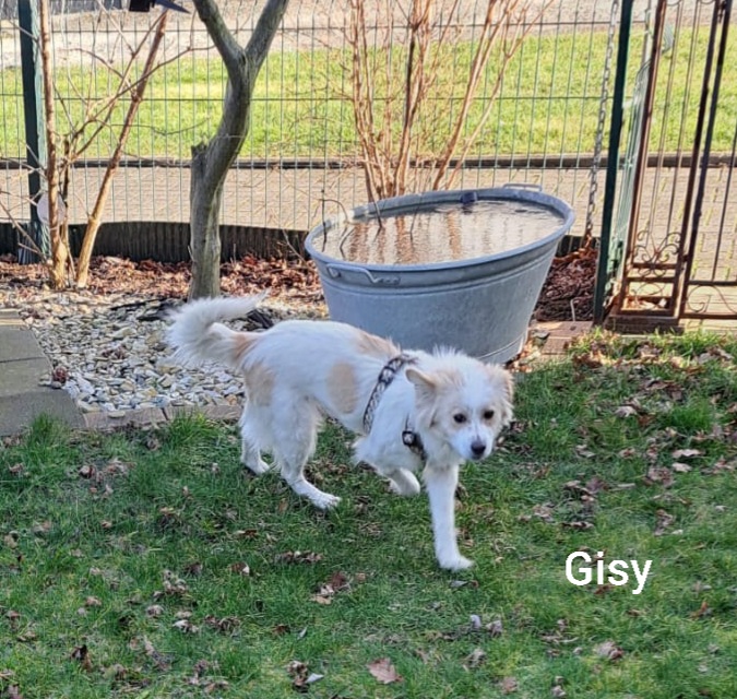 Gisy