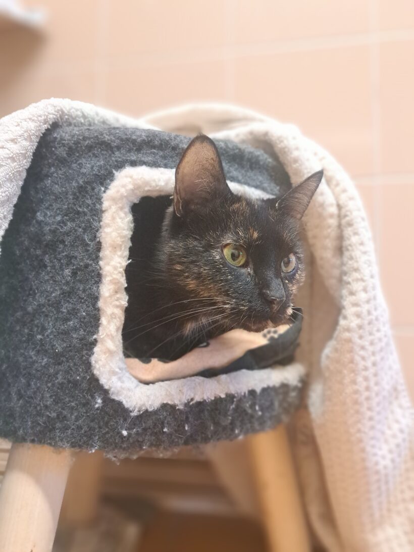 Lexi – RESERVIERT