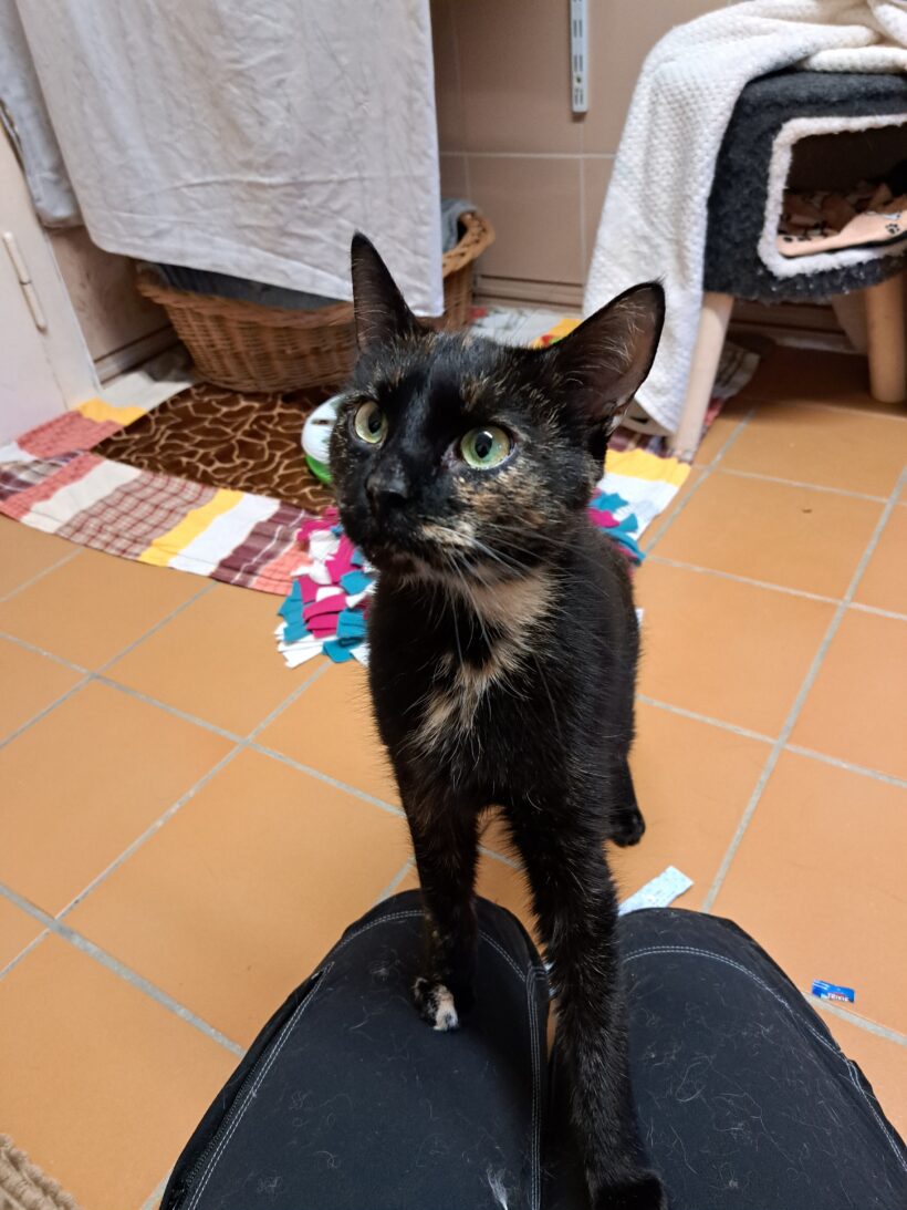 Lexi – RESERVIERT