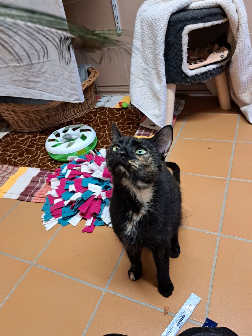 Lexi – RESERVIERT