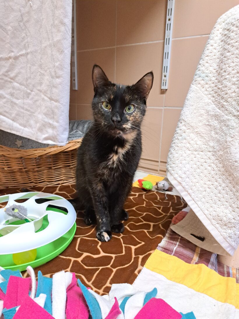 Lexi – RESERVIERT