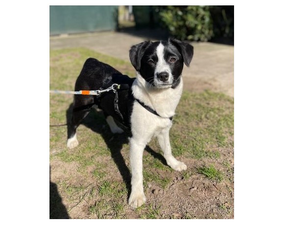 Franzi – RESERVIERT !