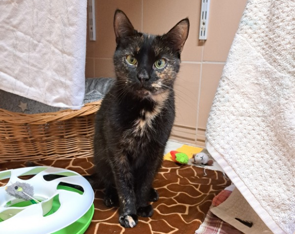 Lexi – RESERVIERT